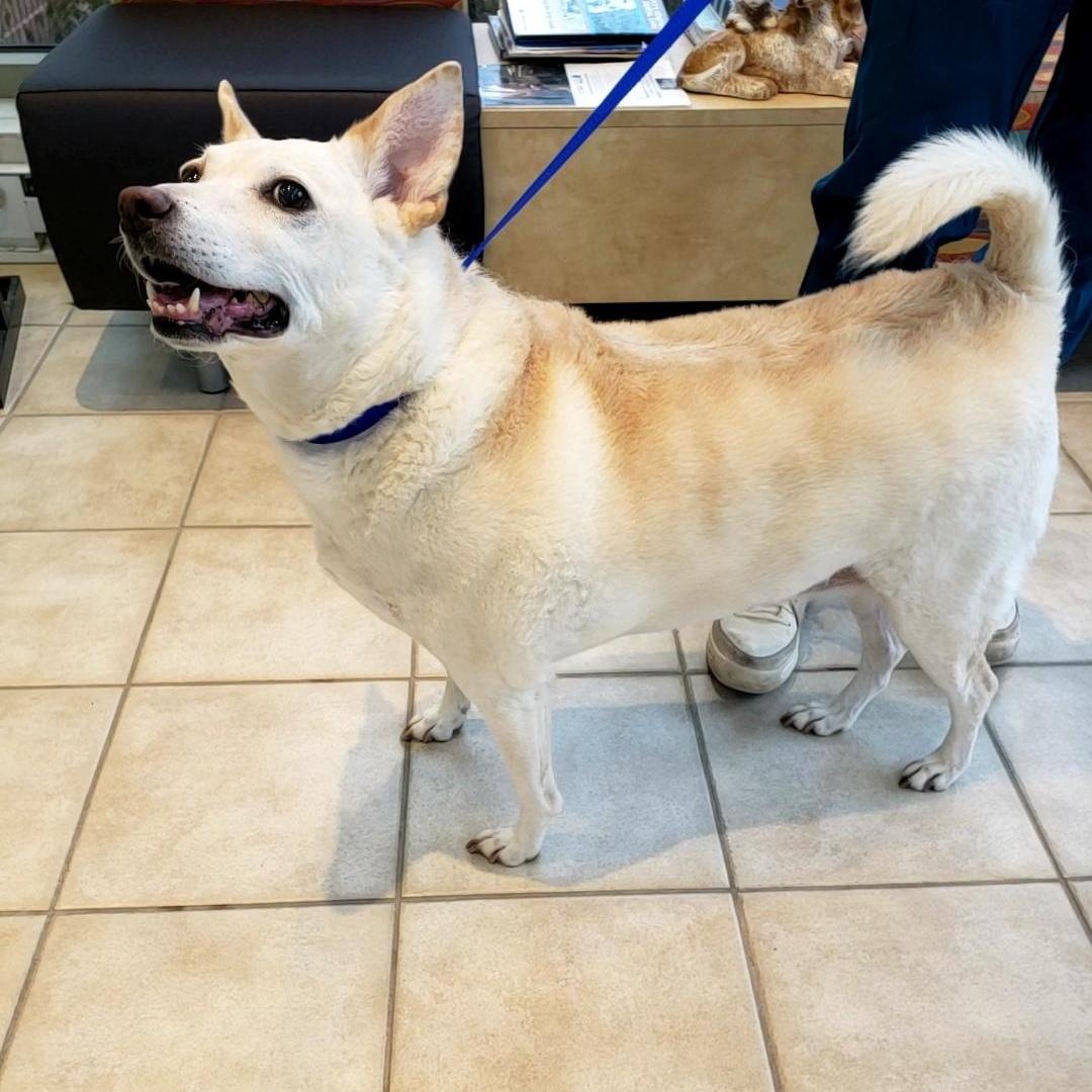 Pringles, a Adoptable mixed breed in Wheeling, IL image 3/6