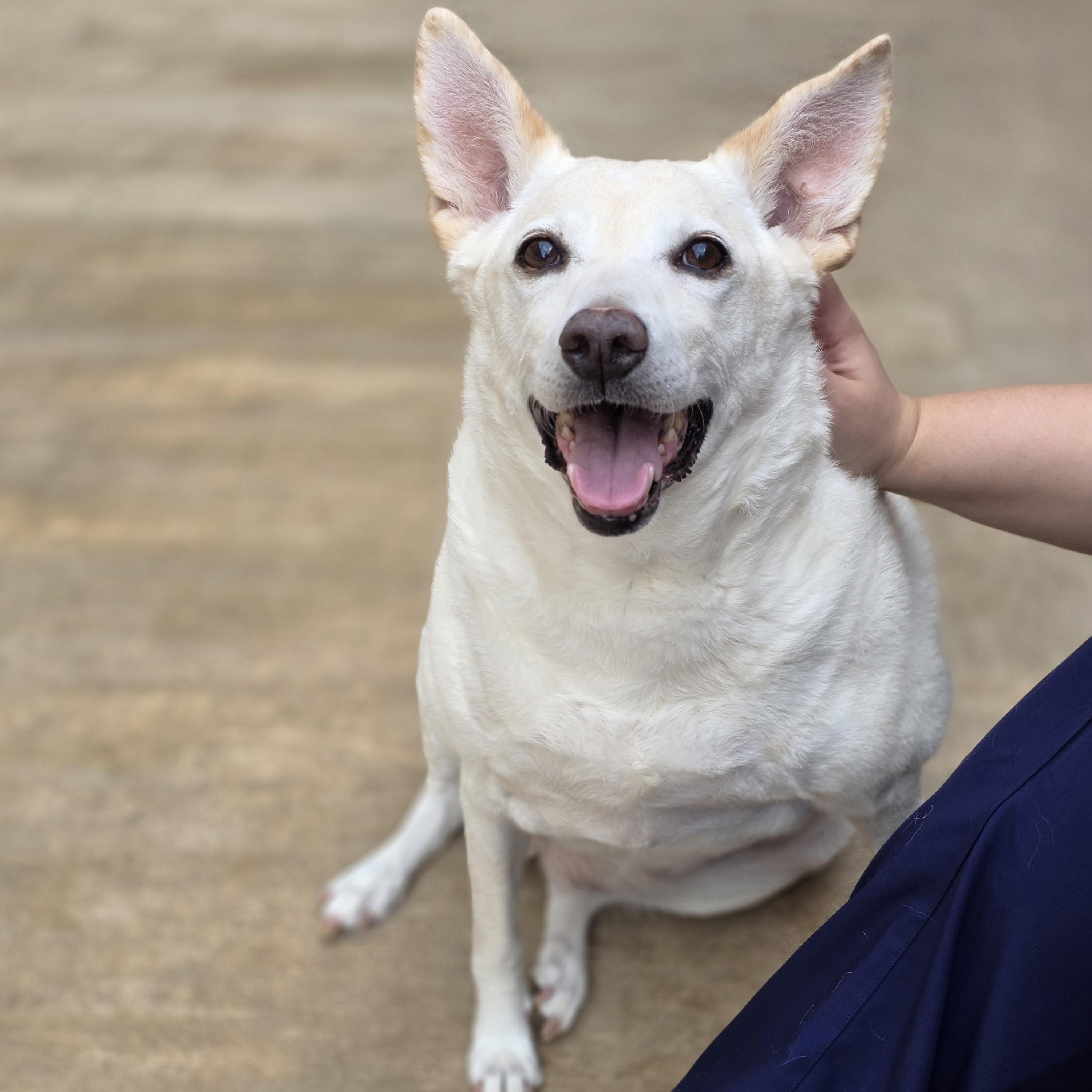 Pringles, a Adoptable mixed breed in Wheeling, IL image 1/6