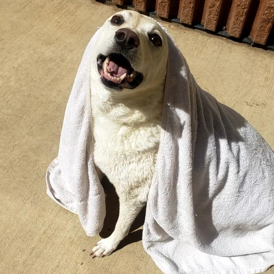 Pringles, a Adoptable mixed breed in Wheeling, IL image 4/6