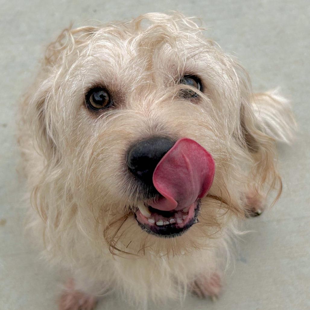 Enlarge Long John Silver, a Adoptable mixed breed in Matteson, IL image 1/2