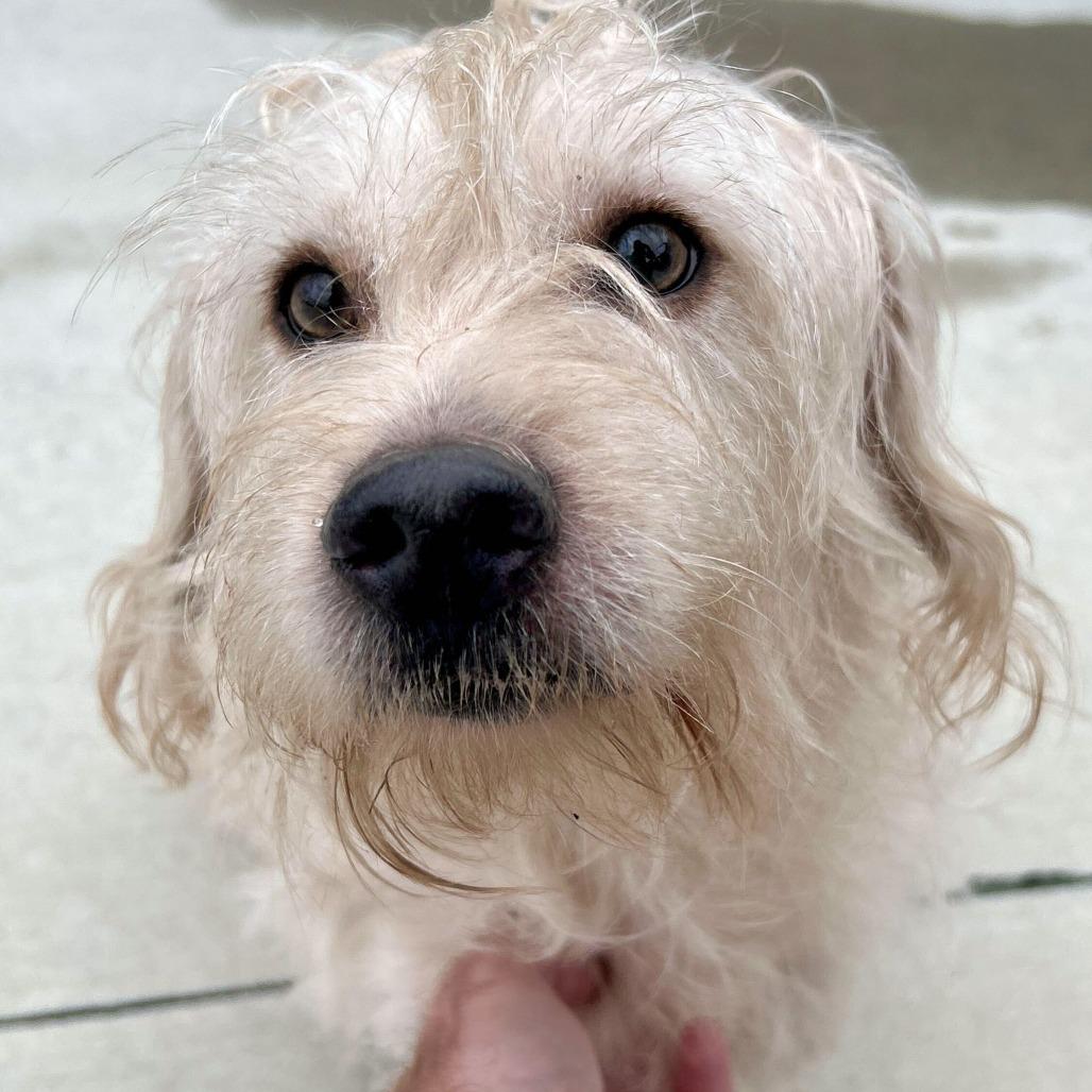 Enlarge Long John Silver, a Adoptable mixed breed in Matteson, IL image 2/2