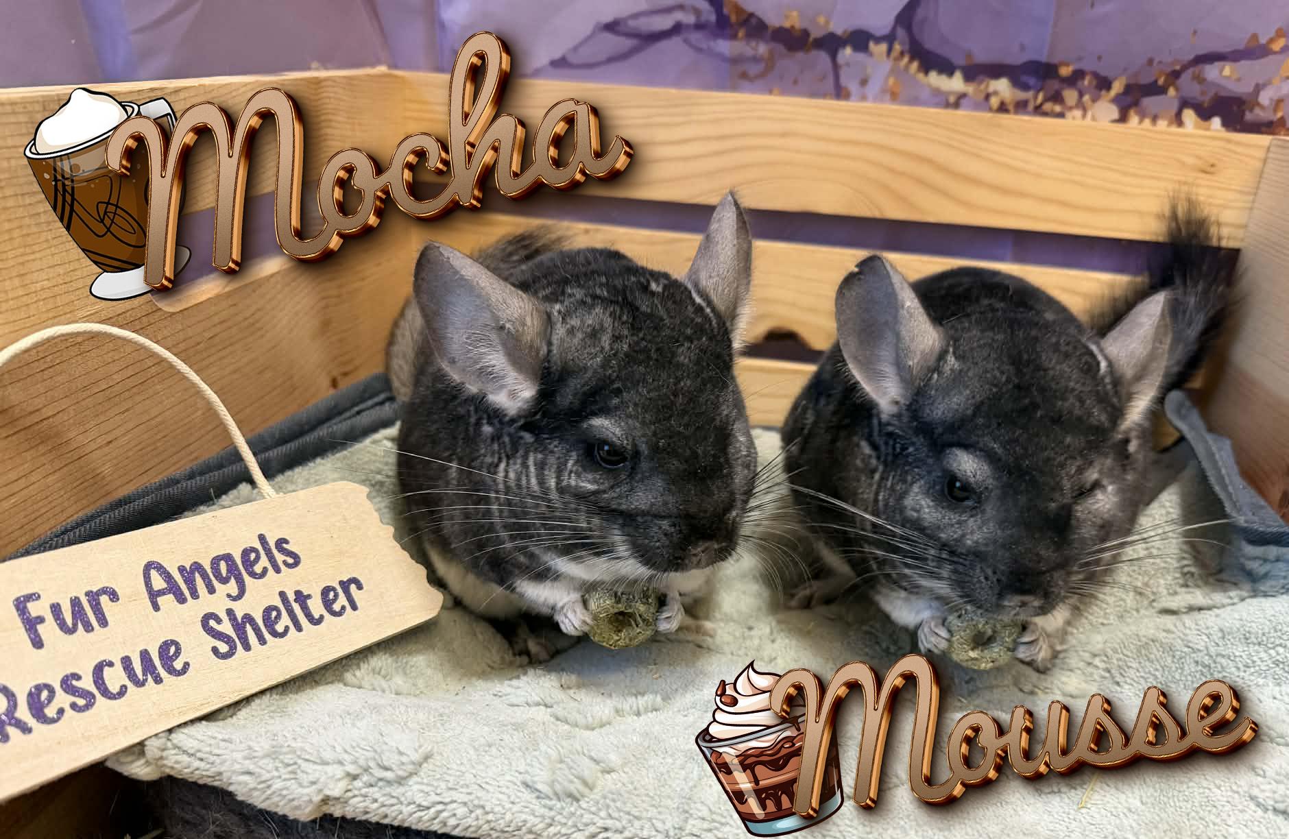 Enlarge Mocha and Mousse, a Adoptable Chinchilla in Toledo, OH image 1/1