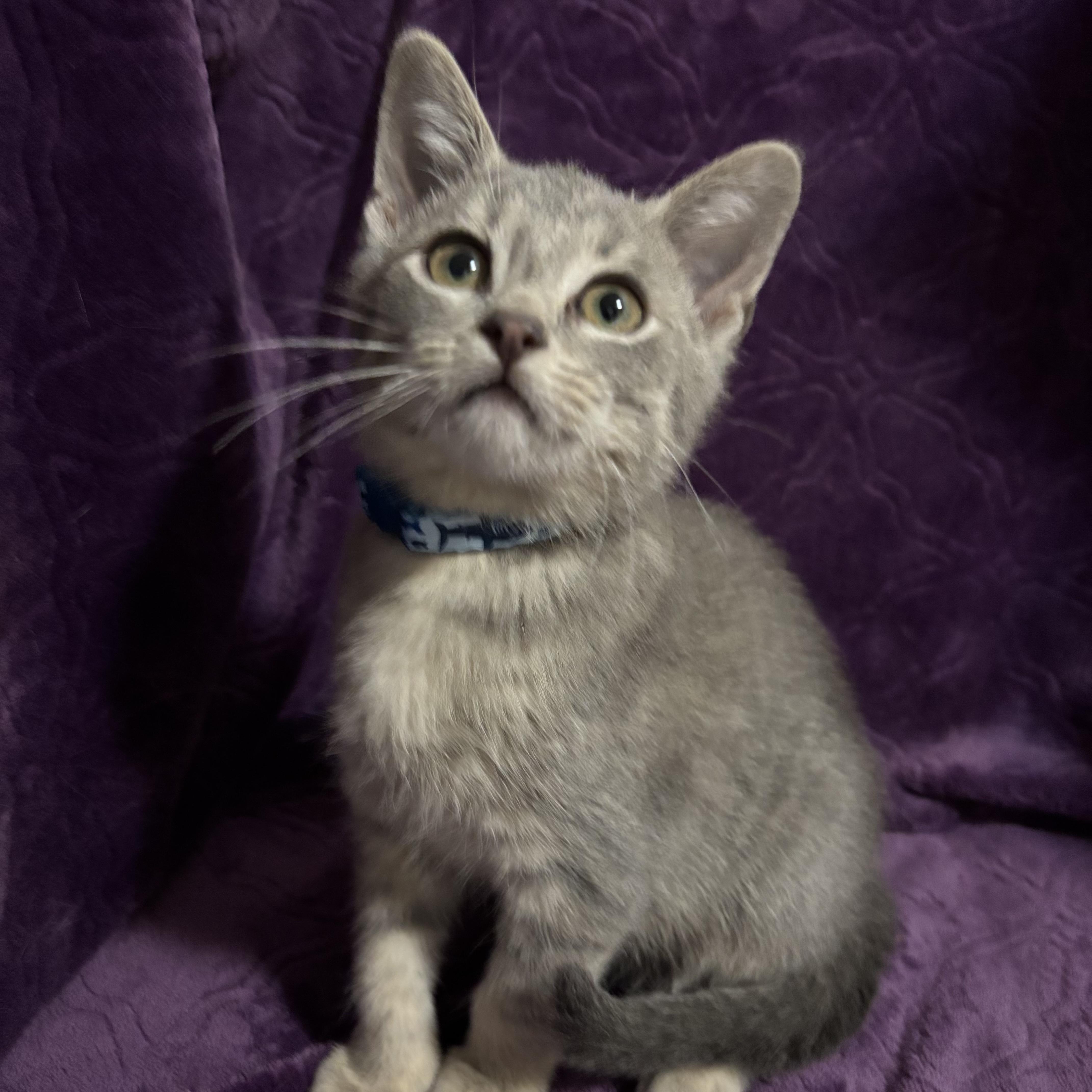 Sumac, ADOPTABLE, Young Male Domestic Short Hair.
