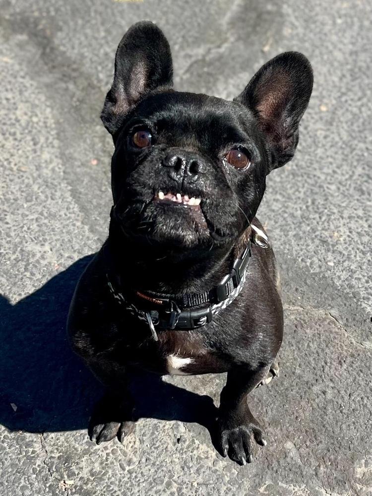 Frankie, Adoptable, Adult Male French Bulldog.