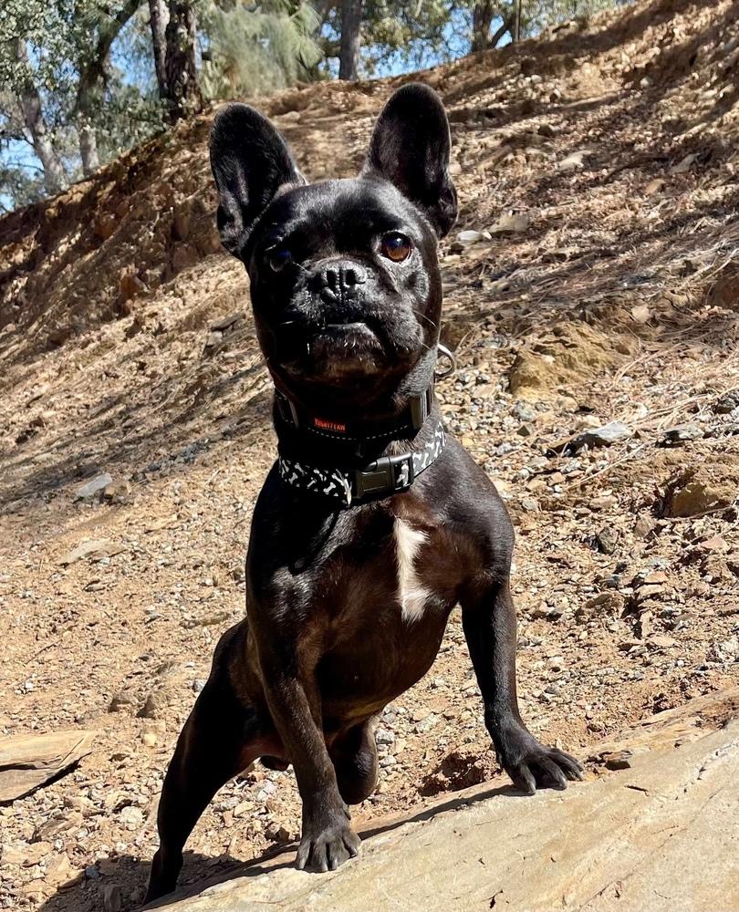 Enlarge Frankie, a Adoptable French Bulldog in Jamestown, CA image 2/3