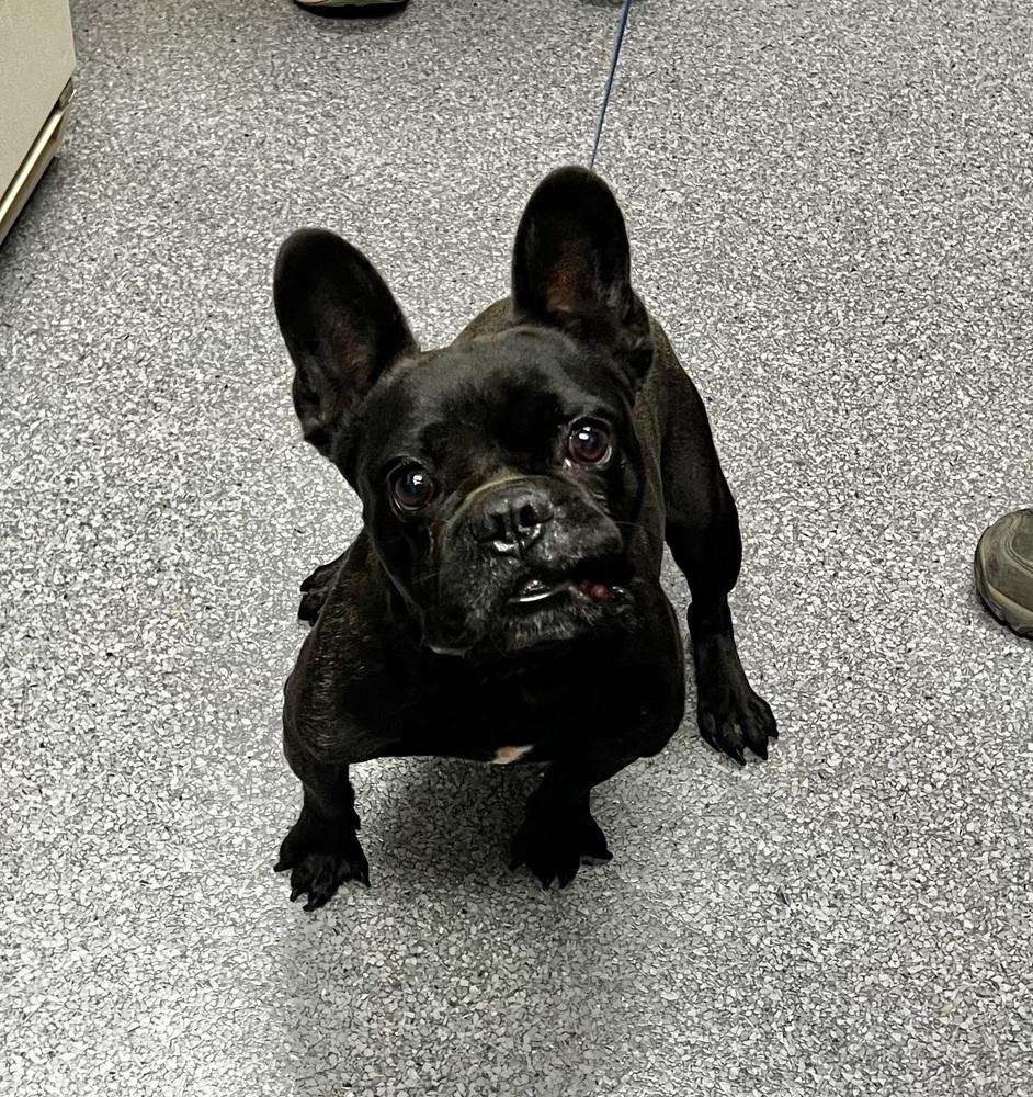 Enlarge Frankie, a Adoptable French Bulldog in Jamestown, CA image 3/3