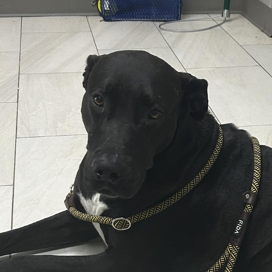 Enlarge Luke, a Adoptable Great Dane in Lufkin, TX image 4/5