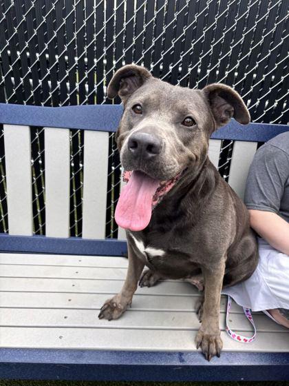 Enlarge Lady, a Adoptable mixed breed in Lafayette, IN image 1/3