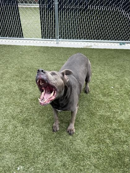 Enlarge Lady, a Adoptable mixed breed in Lafayette, IN image 2/3