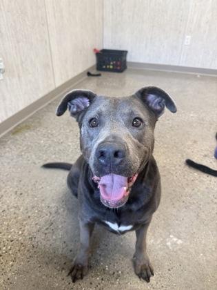 Enlarge Lady, a Adoptable mixed breed in Lafayette, IN image 3/3