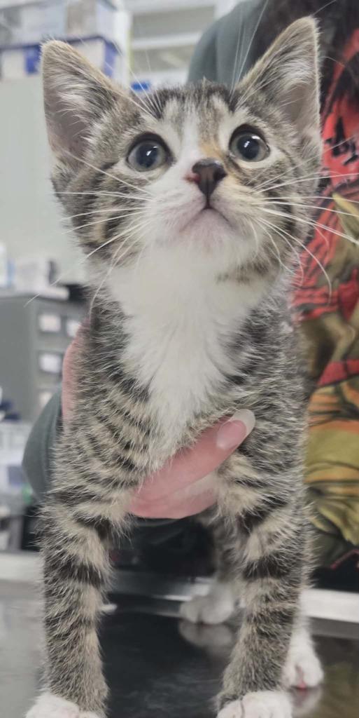 Simon, Adoptable, Kitten Male Domestic Short Hair.