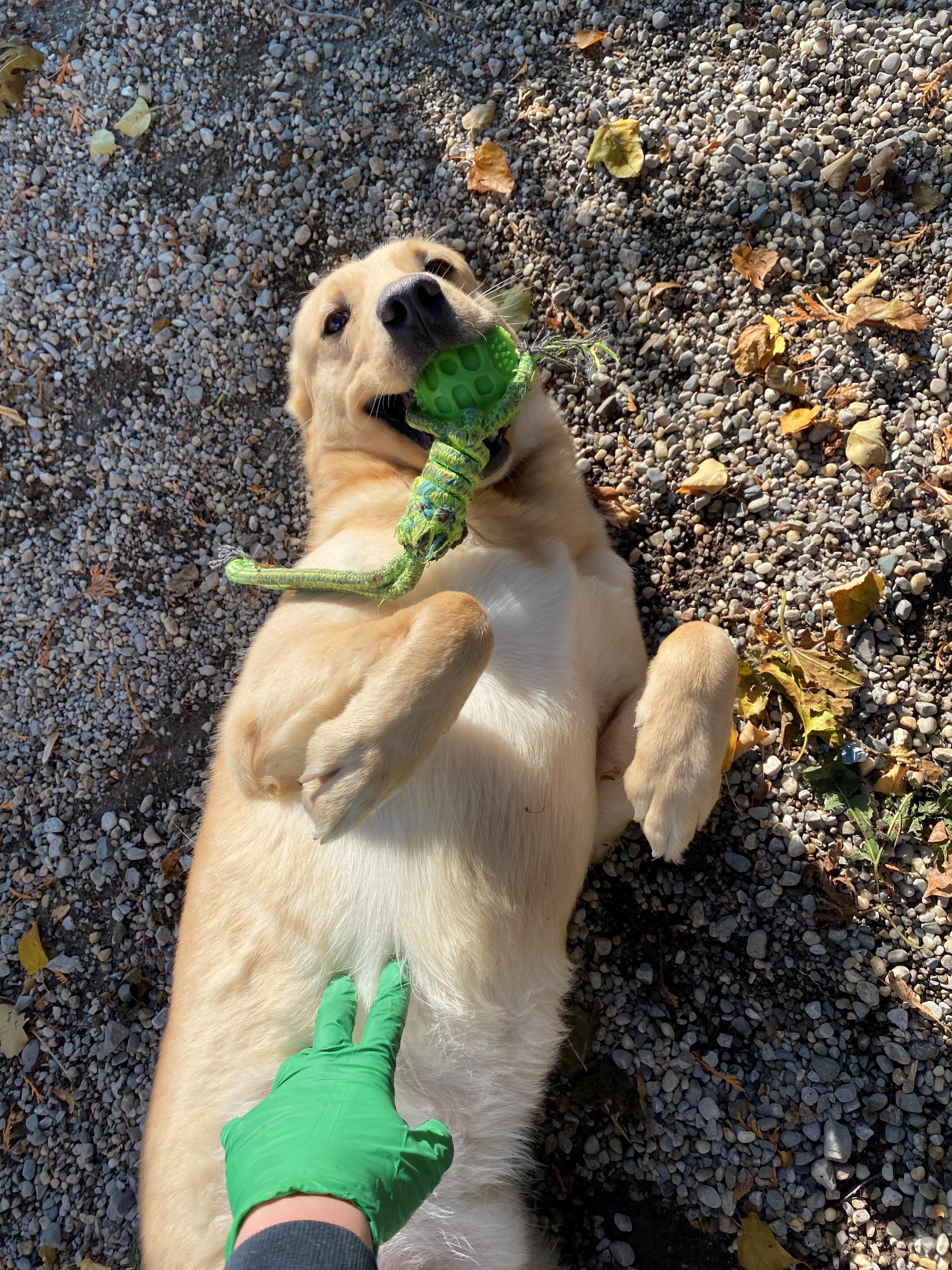 McGavin DS-287/25, a Adoptable mixed breed in Burlington, ON image 2/4