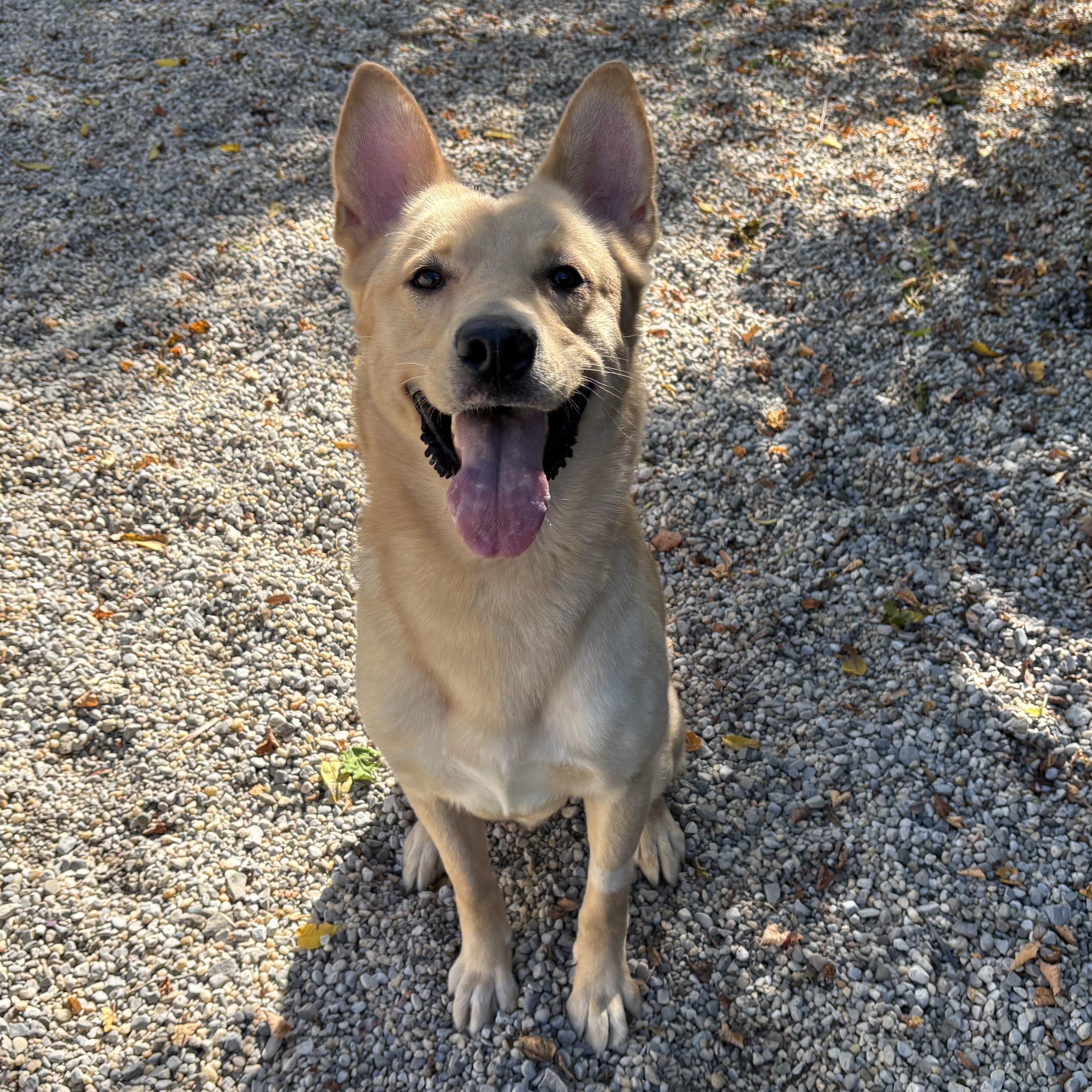 McGavin DS-287/25, Adoptable, Adult Male Australian Shepherd.