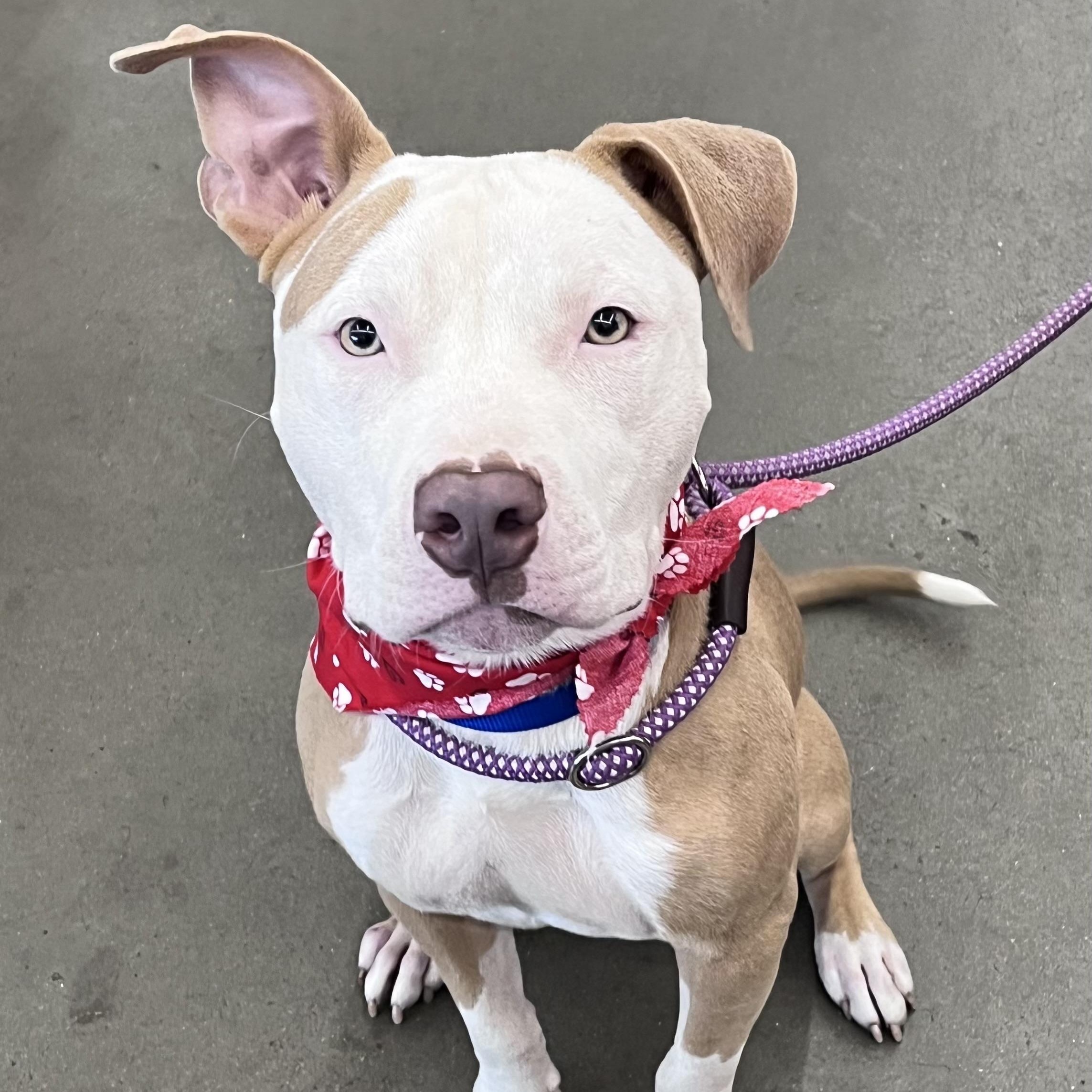 COSMO (Smart, Friendly, Happy, Loving, Energetic, Sweet, Good with Dogs/Kids) See New Picture — thumbnail 4