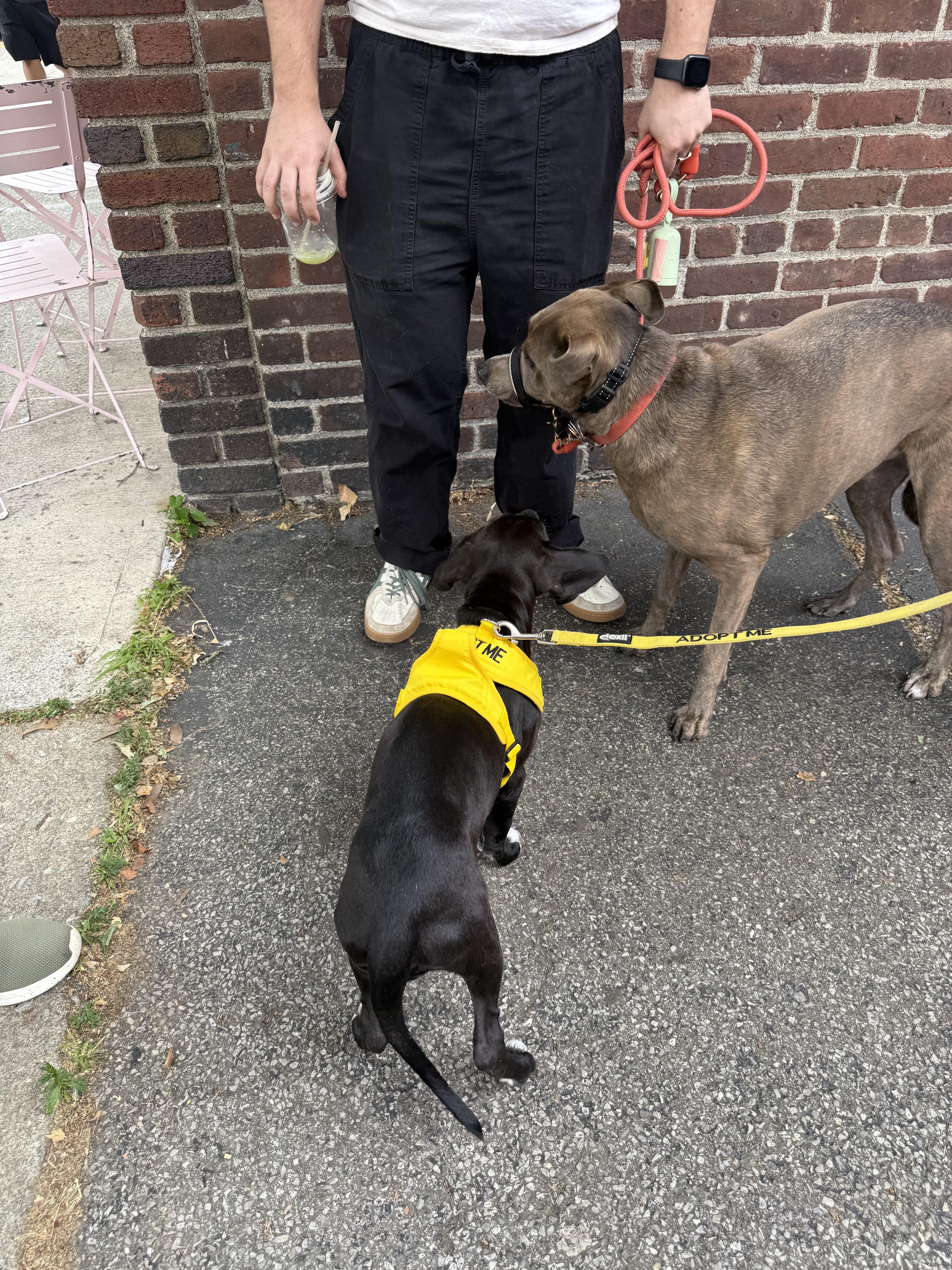 Enlarge Nina, an adopted mixed breed in Pleasant Valley, NY image 6/6