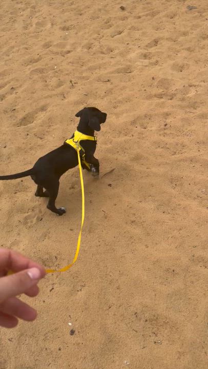 Enlarge Nina, an adopted mixed breed in Pleasant Valley, NY video 3/6