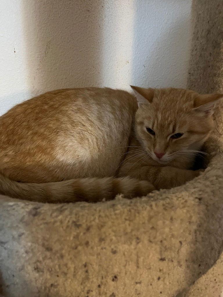 Popoki, a Adoptable Domestic Short Hair in Battle Ground, WA image 3/5