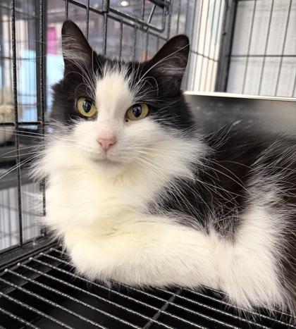 Maizy, Adoptable, Adult Female Domestic Long Hair & Domestic Short Hair.