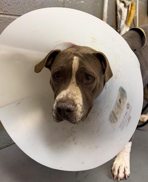 KARINA, Adoptable, Adult Female Pit Bull Terrier.