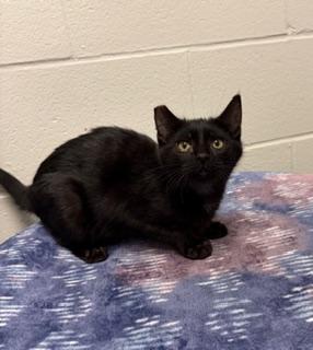 Silas, a Adoptable Domestic Short Hair in Liberty, MO image 5/5