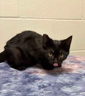 Silas, Adoptable, Kitten Male Domestic Short Hair.