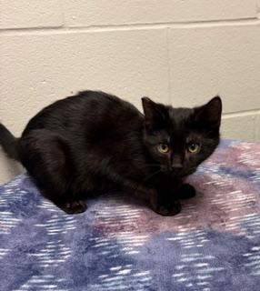 Silas, a Adoptable Domestic Short Hair in Liberty, MO image 3/5