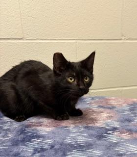Silas, a Adoptable Domestic Short Hair in Liberty, MO image 2/5