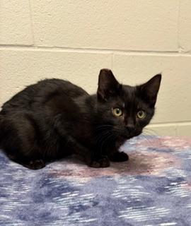 Silas, a Adoptable Domestic Short Hair in Liberty, MO image 4/5