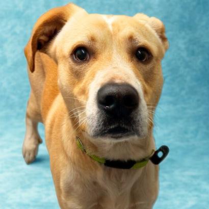 Enlarge Opie, a Adoptable mixed breed in Concord, NC image 2/6