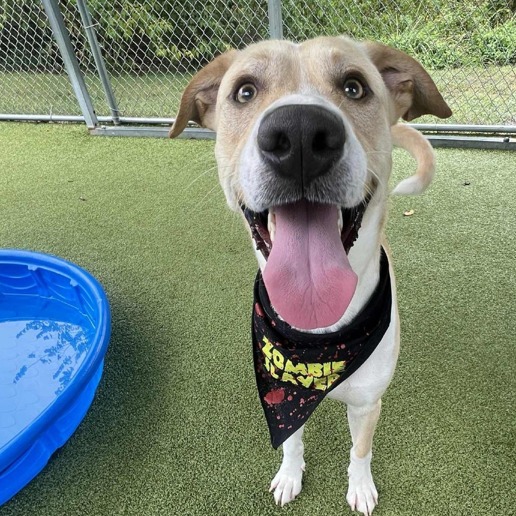 Enlarge Opie, a Adoptable mixed breed in Concord, NC image 4/6