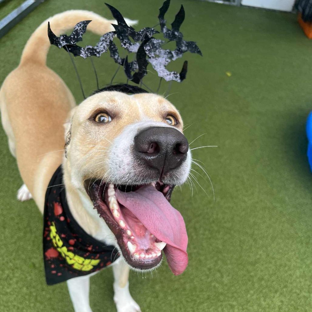 Enlarge Opie, a Adoptable mixed breed in Concord, NC image 5/6