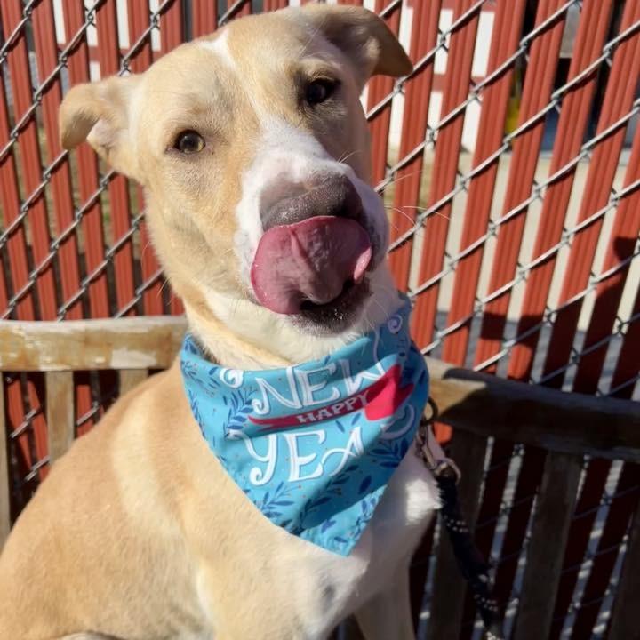 Enlarge Opie, a Adoptable mixed breed in Concord, NC image 6/6