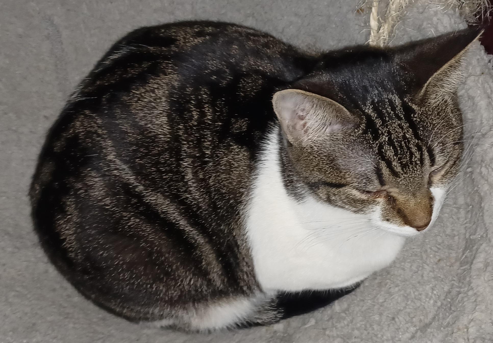 Enlarge Clarabell, a ADOPTABLE Domestic Short Hair in Morgantown, WV image 1/3