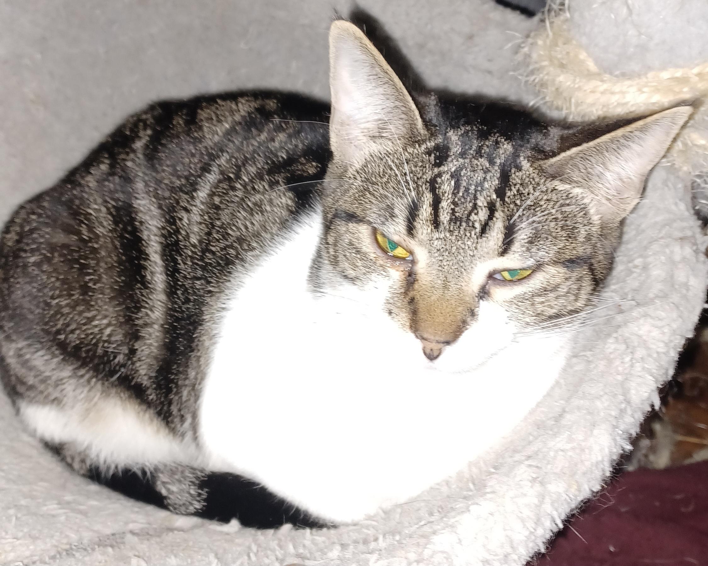 Enlarge Clarabell, a ADOPTABLE Domestic Short Hair in Morgantown, WV image 2/3