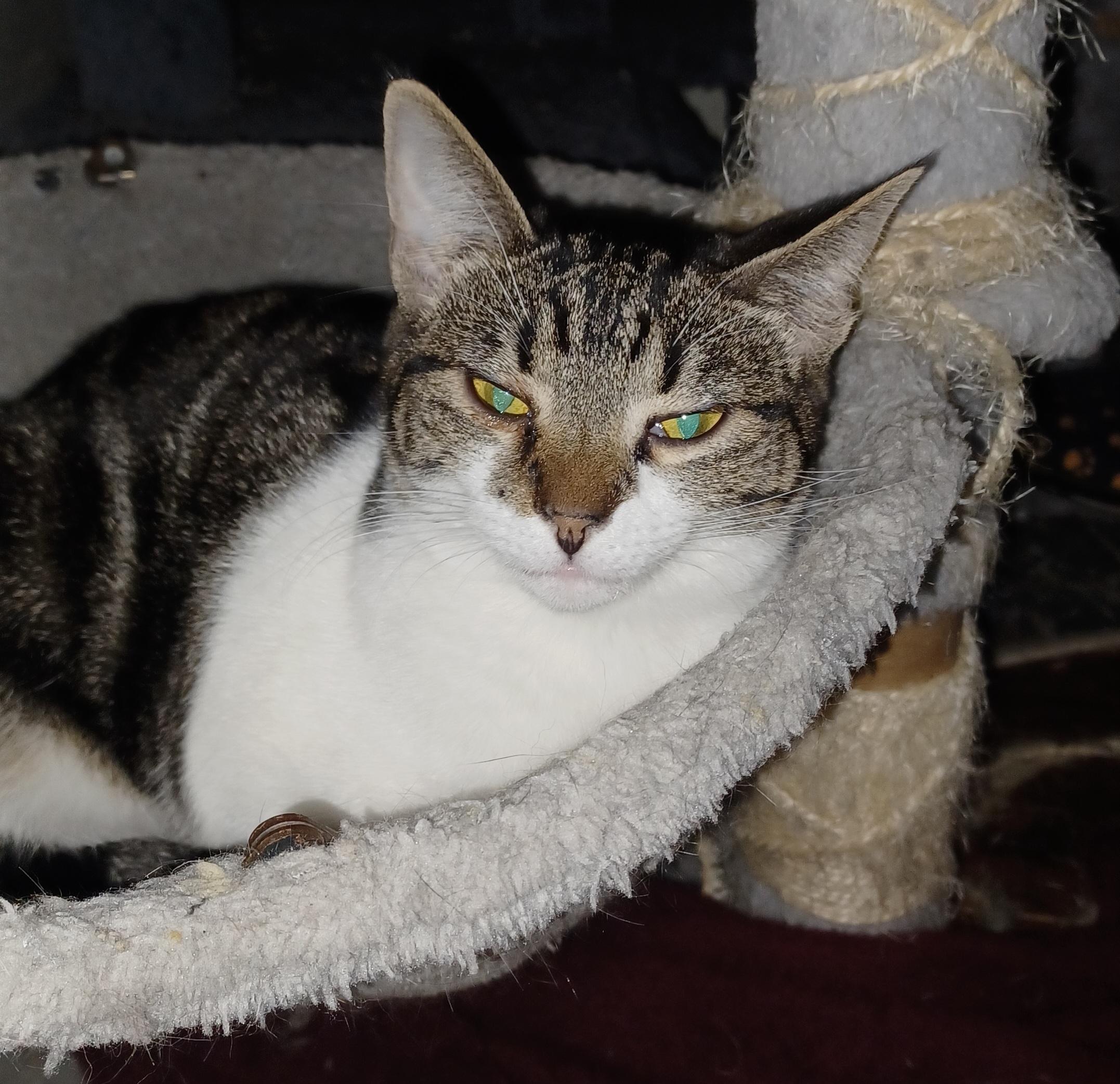 Enlarge Clarabell, a ADOPTABLE Domestic Short Hair in Morgantown, WV image 3/3