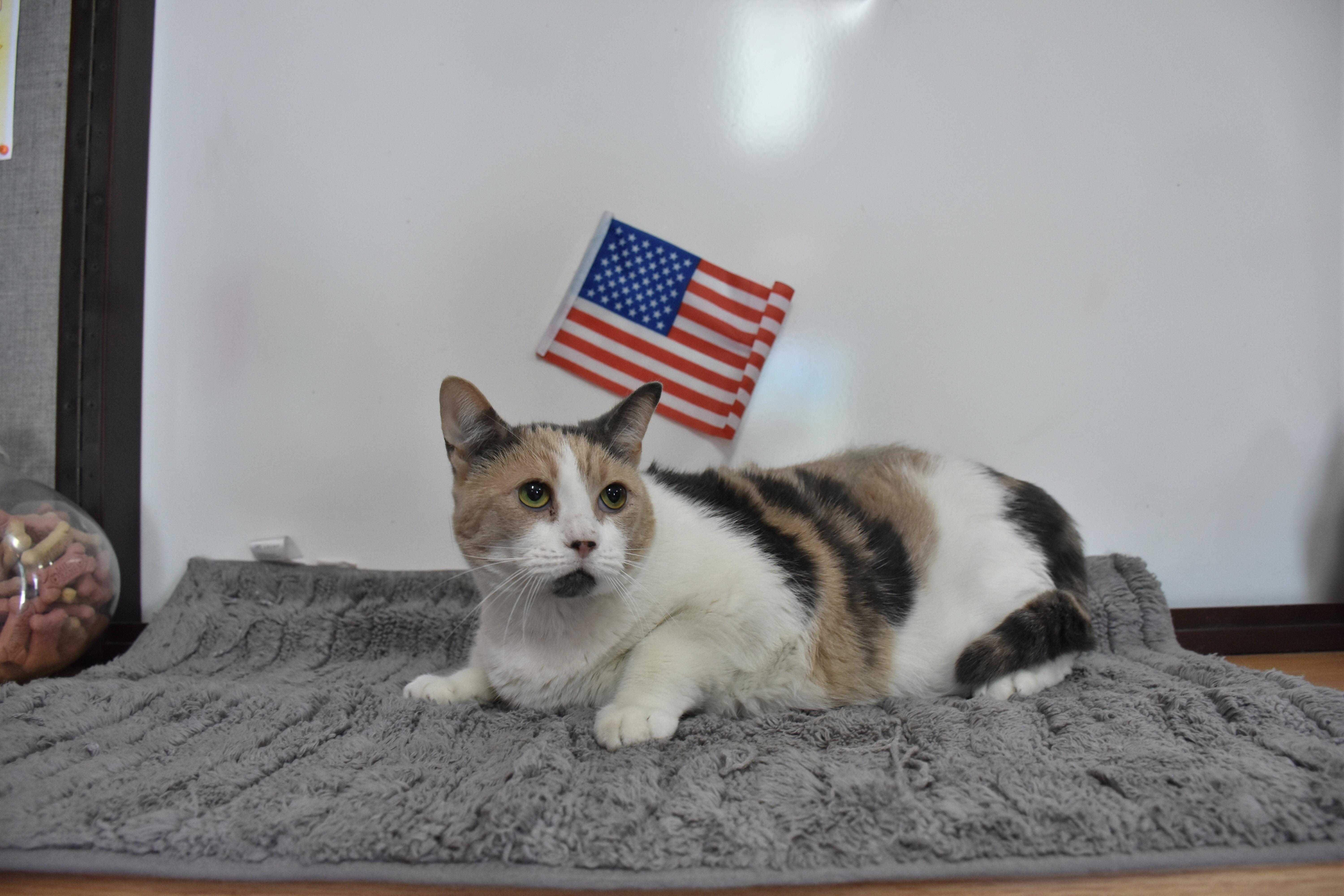Enlarge Calico, a ADOPTABLE Dilute Calico in North Judson, IN image 1/1