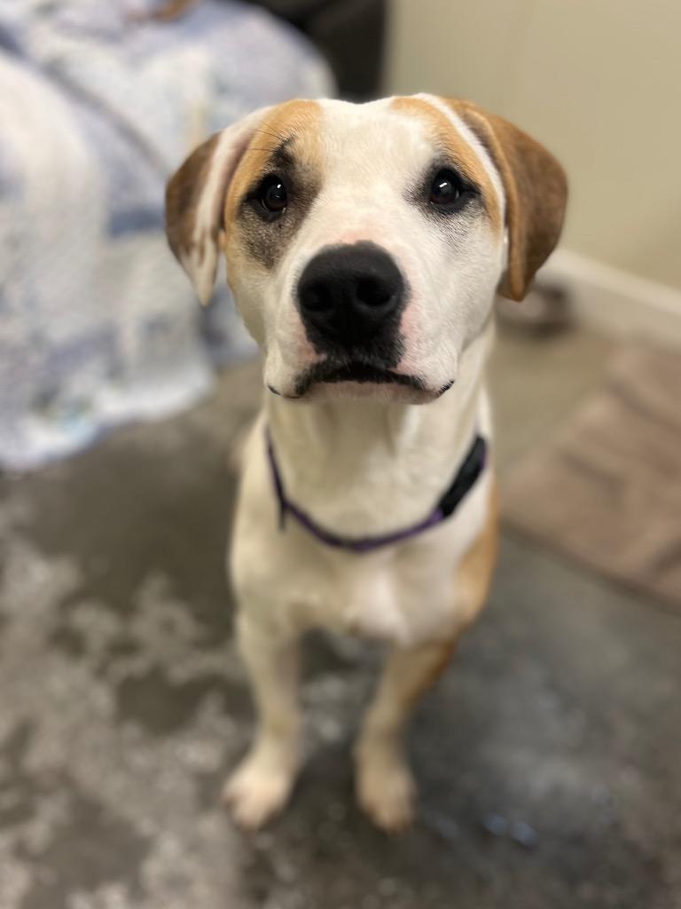 Louise, Adoptable, Adult Female Pit Bull Terrier & Mixed Breed.