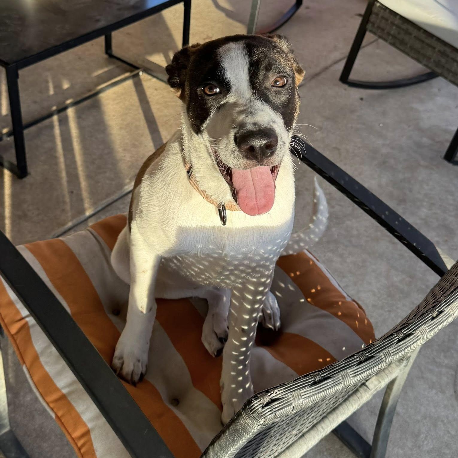 Rosie, a ADOPTABLE mixed breed in Williston, VT image 2/6