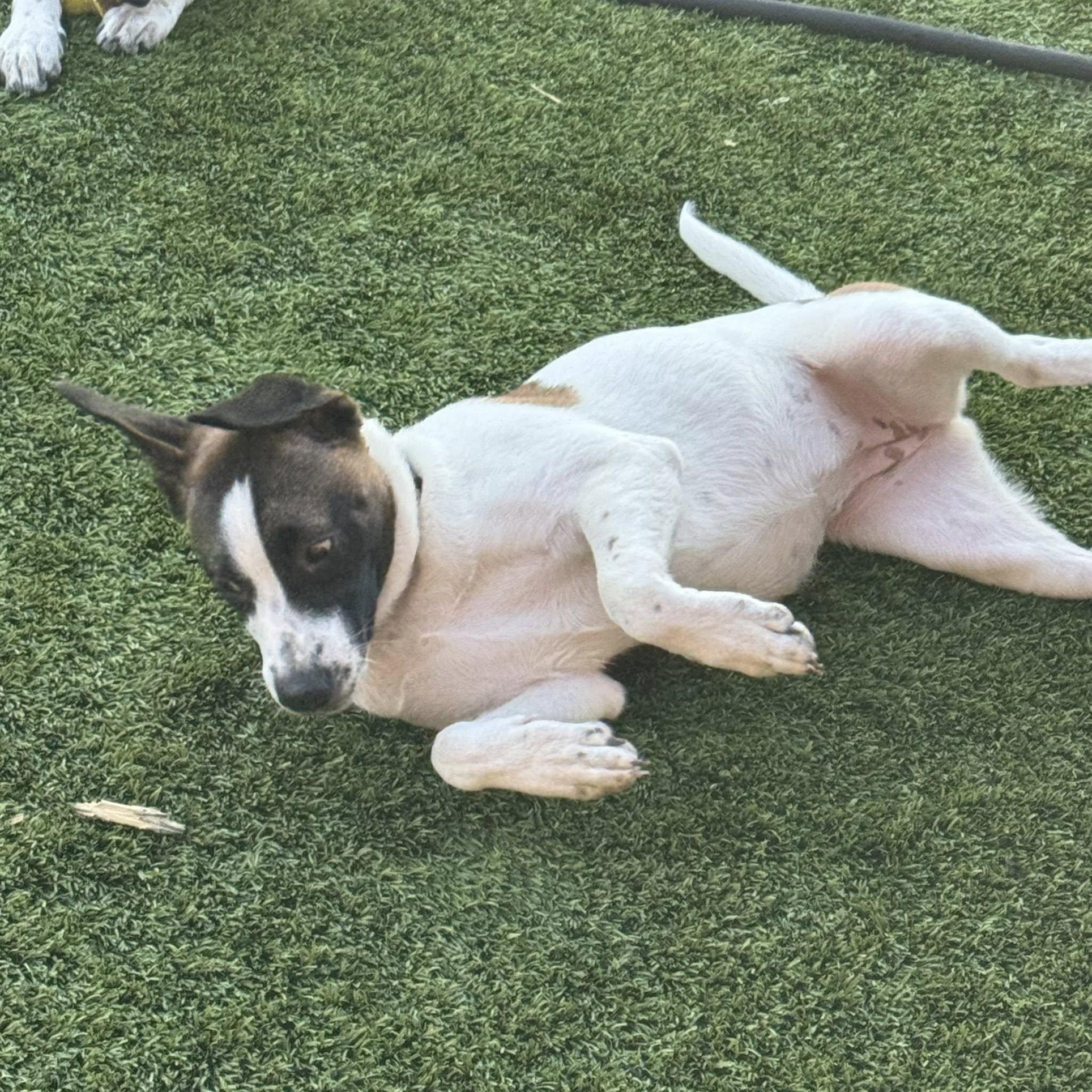 Rosie, a ADOPTABLE mixed breed in Williston, VT image 4/6