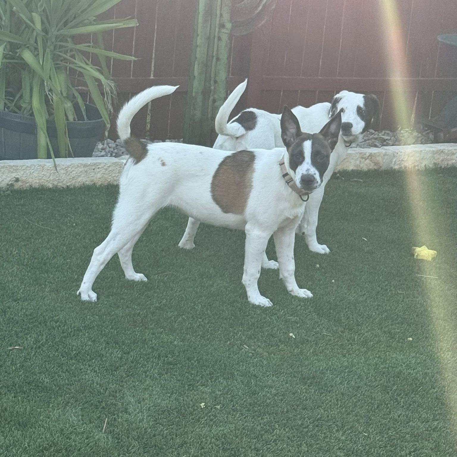 Rosie, a ADOPTABLE mixed breed in Williston, VT image 3/6