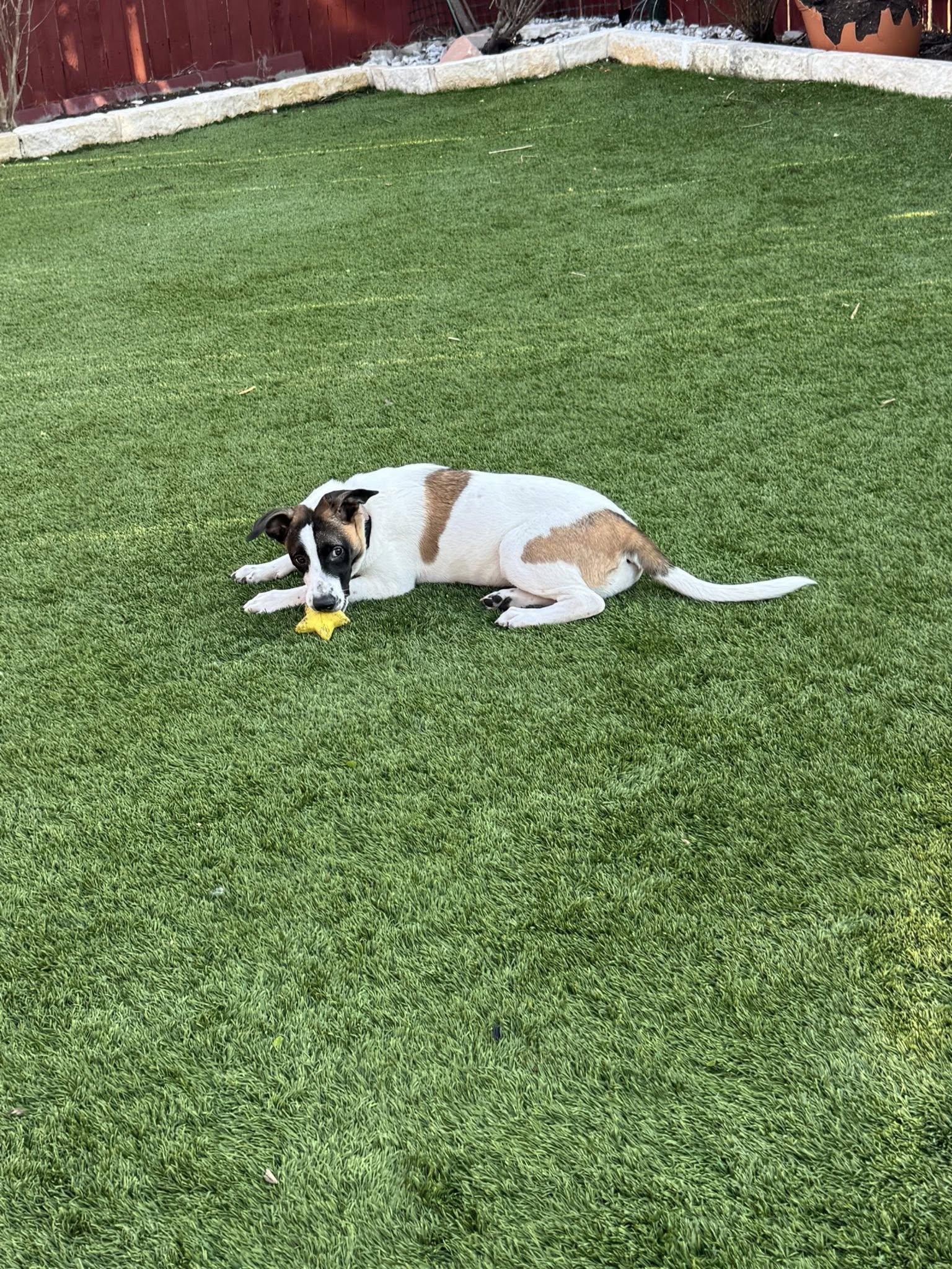 Rosie, a ADOPTABLE mixed breed in Williston, VT image 6/6