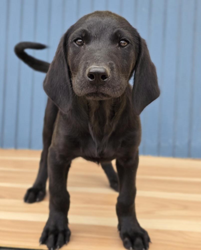 Enlarge Muffin, a Adoptable mixed breed in Sedalia, CO image 3/5