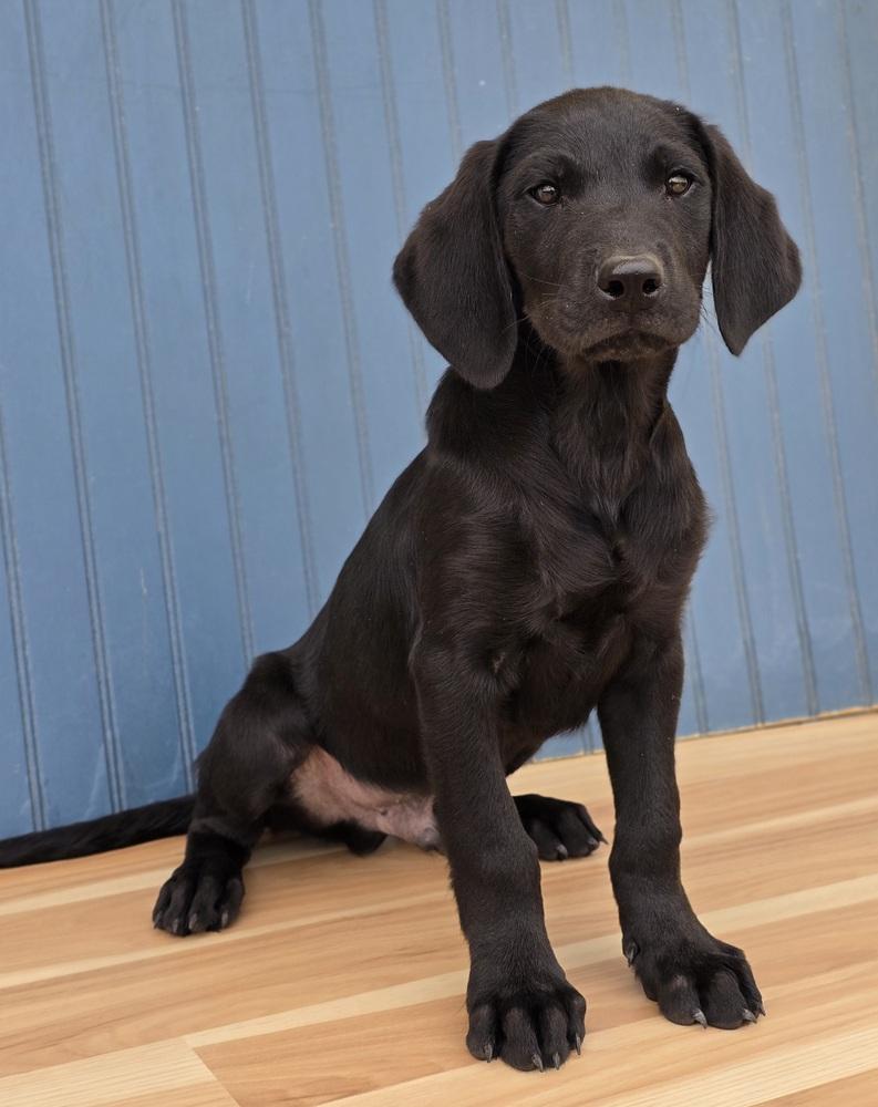 Enlarge Muffin, a Adoptable mixed breed in Sedalia, CO image 4/5
