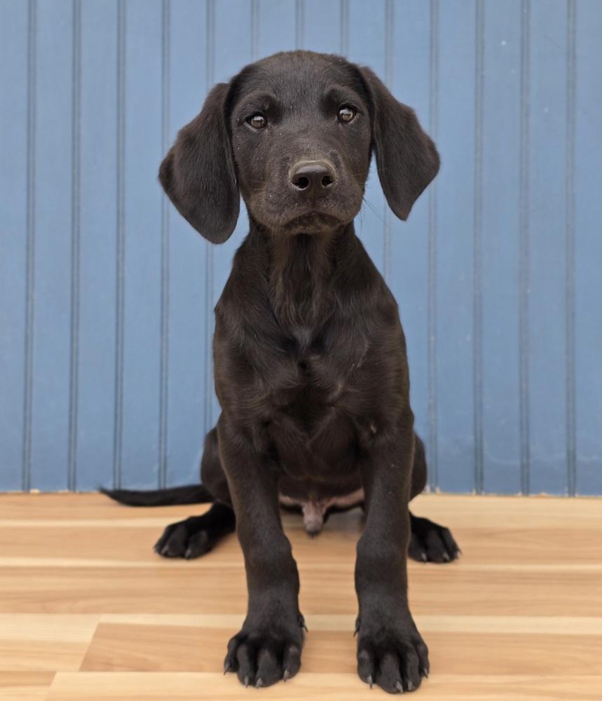Enlarge Muffin, a Adoptable mixed breed in Sedalia, CO image 5/5