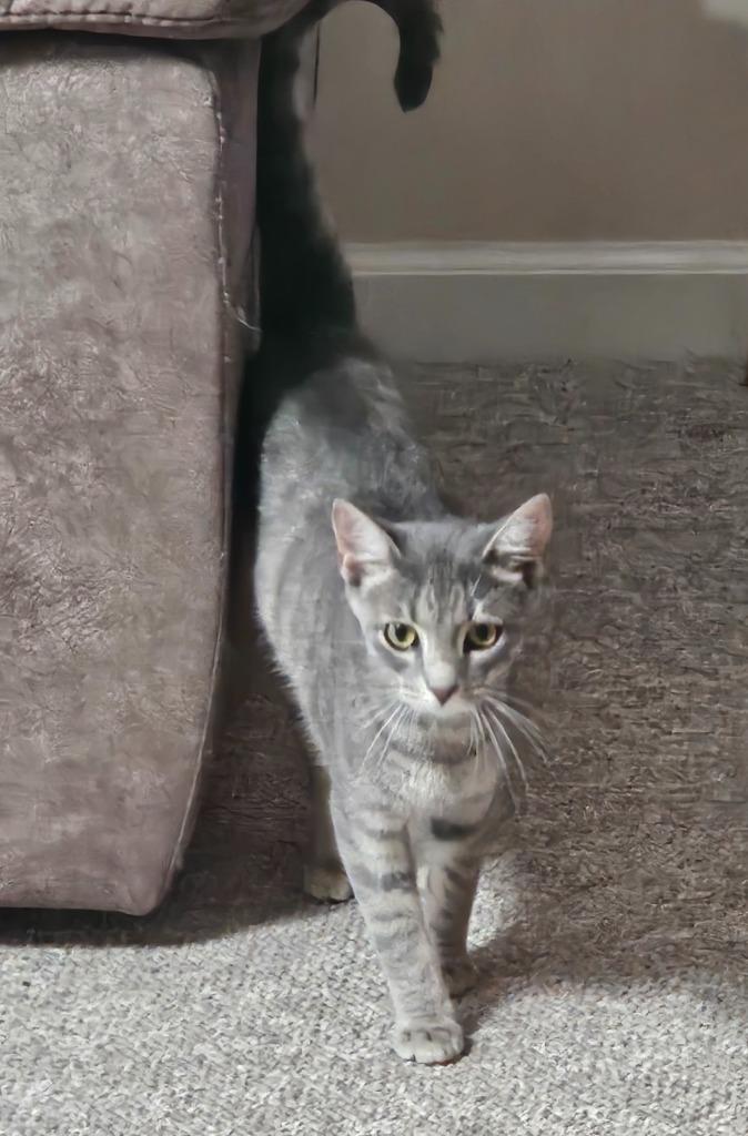 Gus, Adoptable, Young Male Domestic Short Hair.