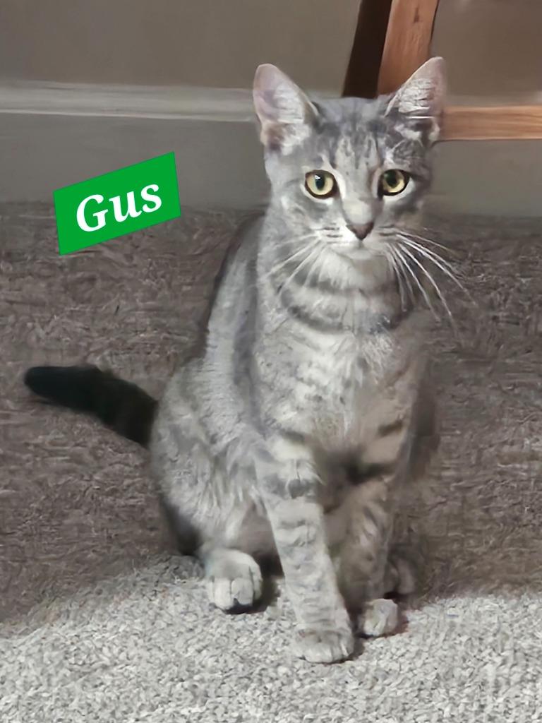 Enlarge Gus, a Adoptable mixed breed in Manchester, TN image 2/3