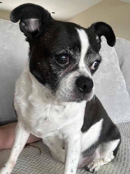 Enlarge Miss Piggy, an adopted mixed breed in Mahwah, NJ image 1/4