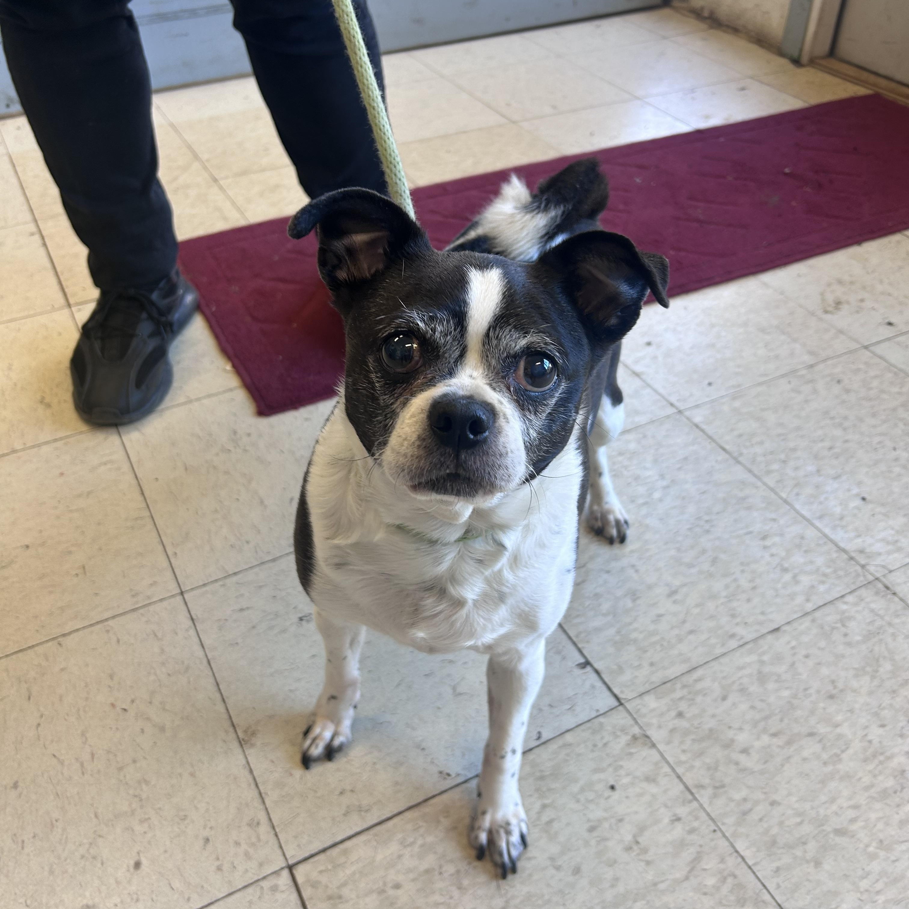 Enlarge Miss Piggy, an adopted mixed breed in Mahwah, NJ image 2/4