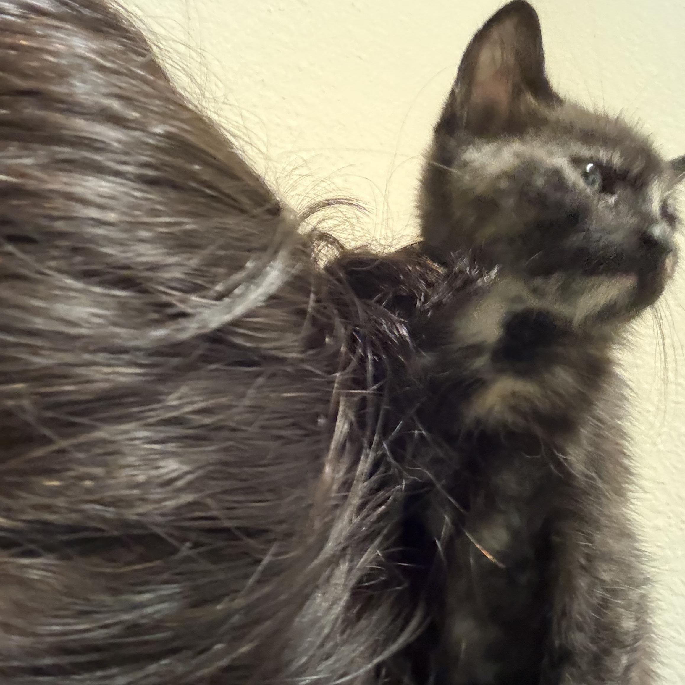 Enlarge Star, a Adopted Domestic Short Hair in Hillsboro, OR image 2/4