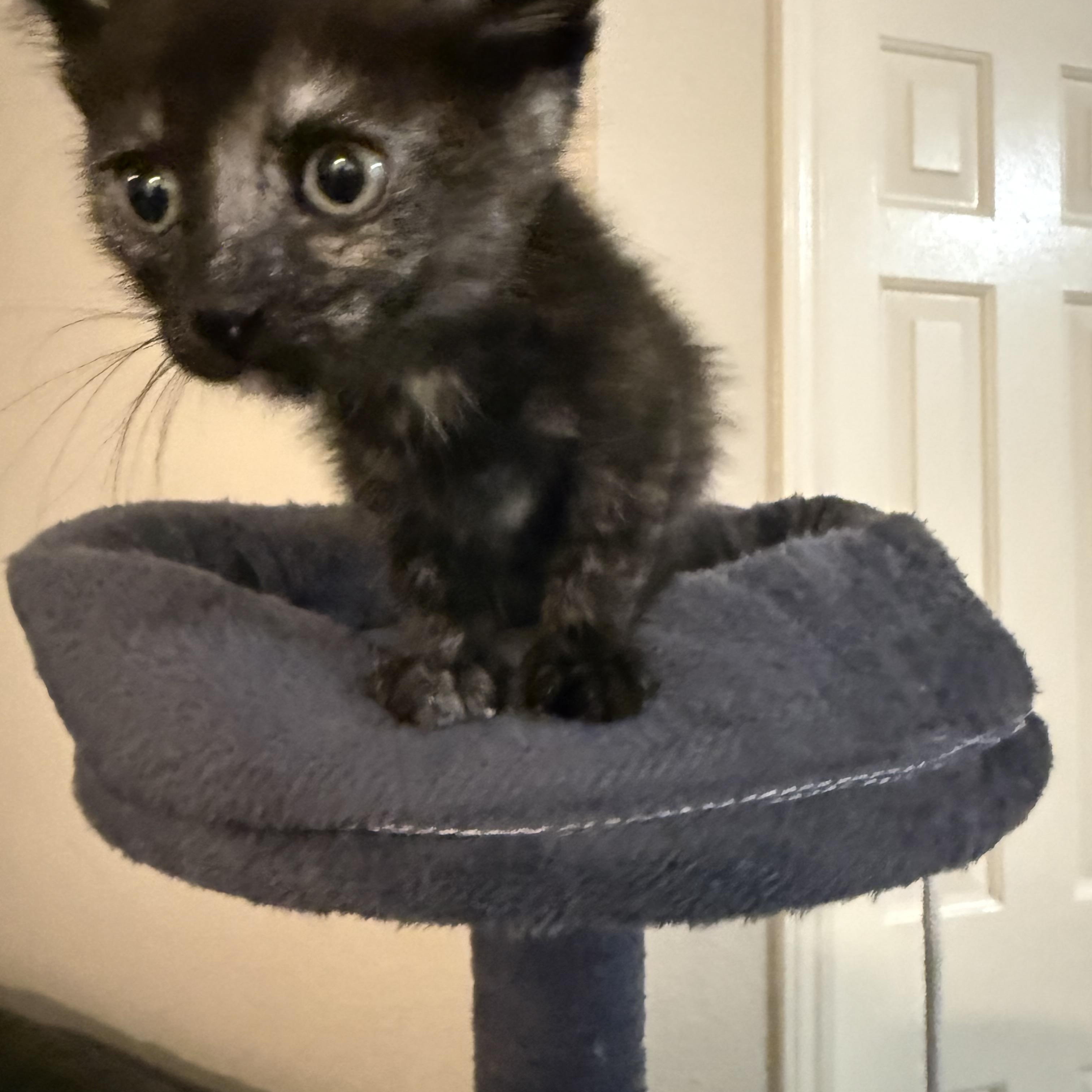 Enlarge Star, a Adopted Domestic Short Hair in Hillsboro, OR image 3/4